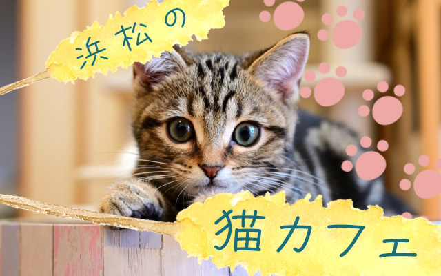 浜松市の猫カフェを紹介