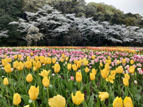 はままつフラワーパーク-桜・チューリップ