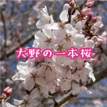 大野の一本桜