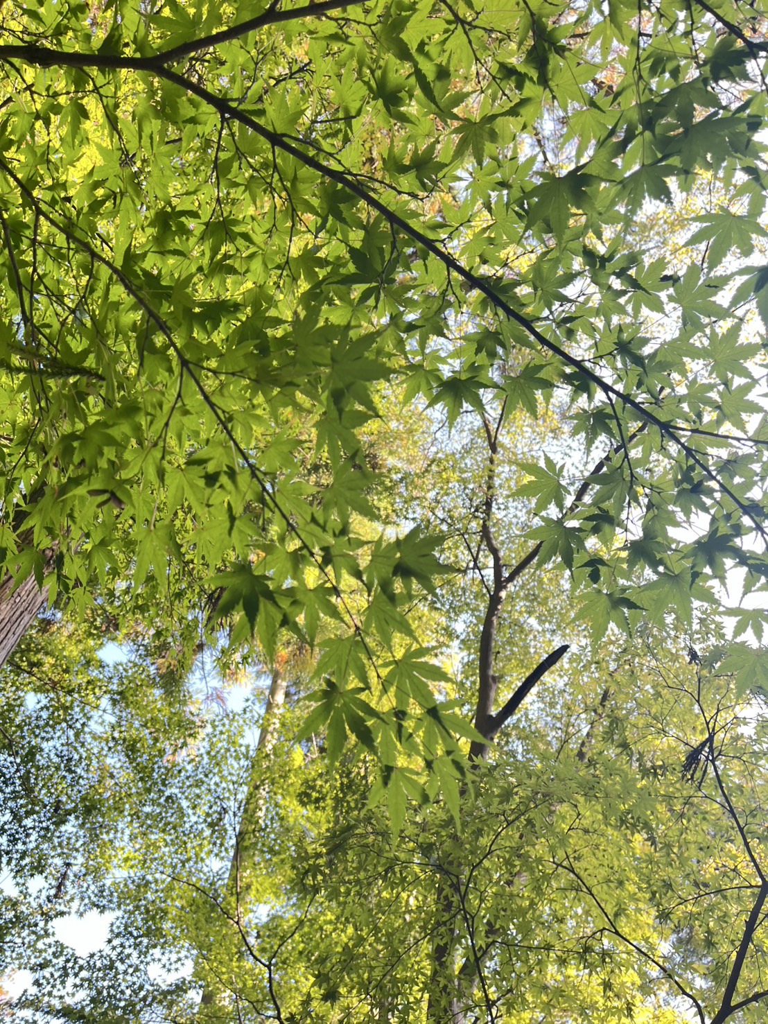 紅葉色づき状況
