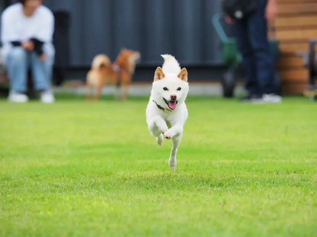 貸切ドッグランFootprintのドッグラン