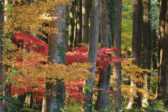御殿場の紅葉スポット 秩父宮記念公園