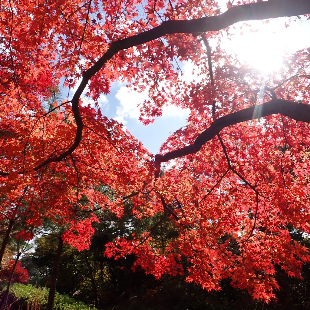静岡県立森林公園