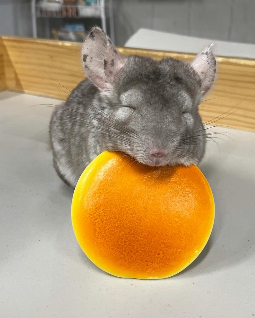 ふわりーず掛川