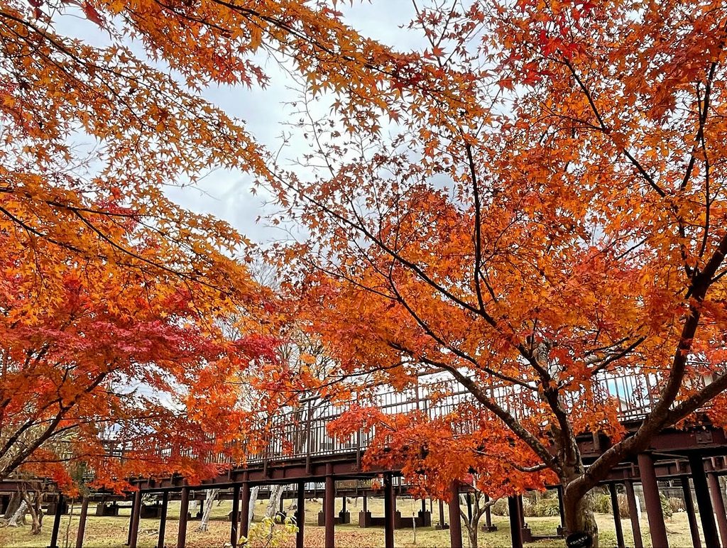 御殿場市桜公園 紅葉スポット