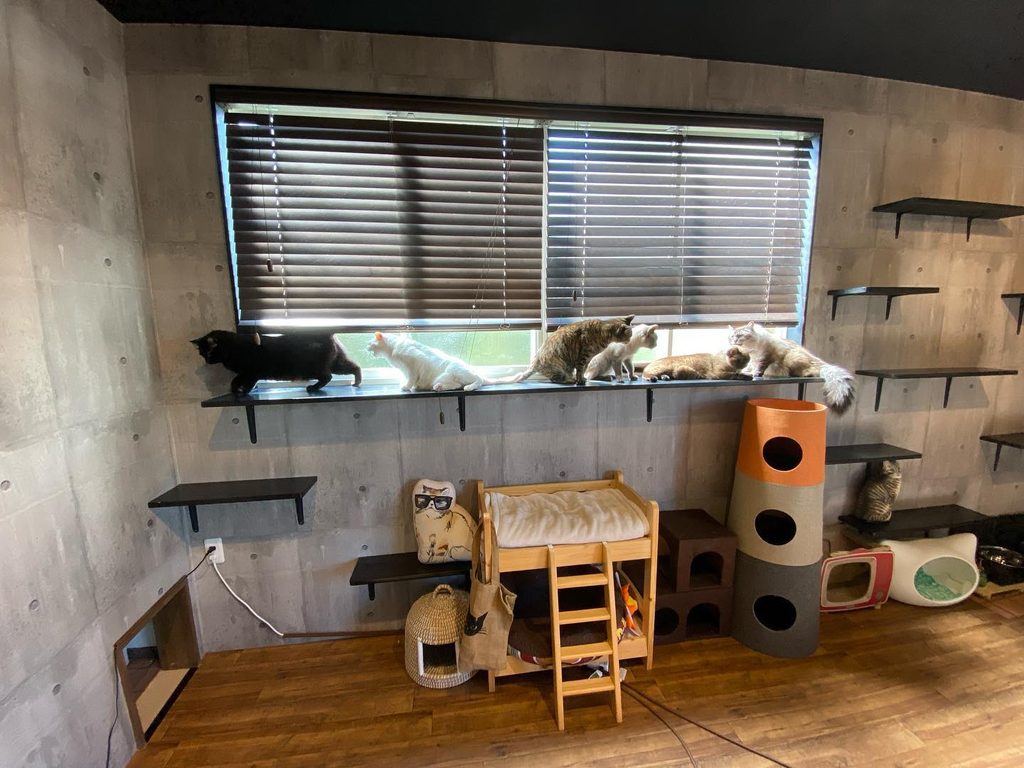 珈琲茶屋 る・くるーん　掛川の猫カフェ
